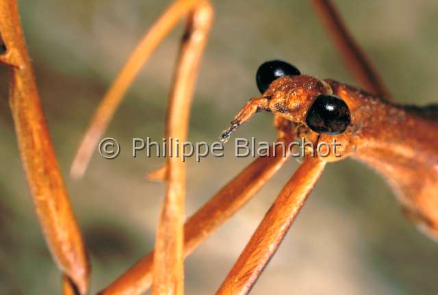 Ranatra chinensis.JPG - in "Portraits d'insectes" ed. SeuilRanatra chinensisRanatre de ChineWater scorpionHemipteraNepidaeJapon